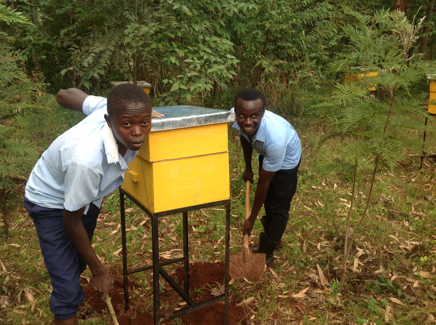 Students installing a beehive given by Kiini Sustainable Initiative